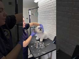 Dog Grooming #dogs #doggielife #puppy