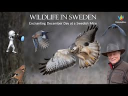 WILDLIFE PHOTOGRAPHY Birds of prey in south Sweden - Enchanting December Day at a Swedish Mire.