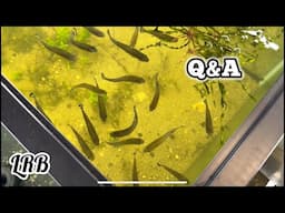 Freshwater Aquarium Keeping Q&A Fish Shrimp Plants and More!