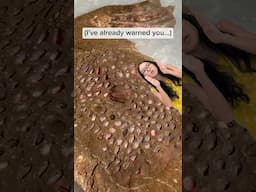 toad that grows in the back of its mum???