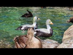 Sea ducks splashing around at WWT Arundel
