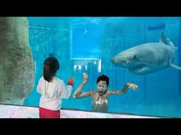 her brother got stuck in shark tank... (BIG MISTAKE!)