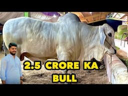 2.5 Crore Ka Heavy Size Bull  A Gaya Faisalabad Mandi Main | Mandi Update 2025