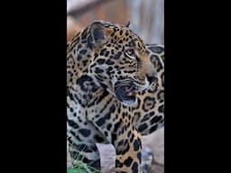 Big Cats of Arizona Update