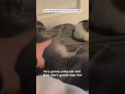 She Predicted the Slap Like a Cat Psychic
