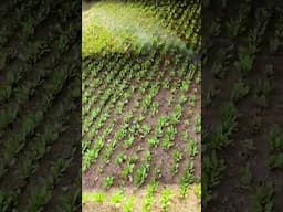 Carbon Robotics kill weeds using lasers! 🦾
