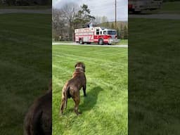 Bullmastiff Tonka Greets The Easter Bunny! #campdog #bullmastiffs #easter #easterbunny #dogbreeds