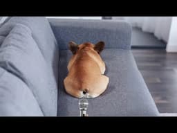 Funniest Animals 2024 🤣😅 New Funny Cats and Dogs Videos 😸🐶 Part 100