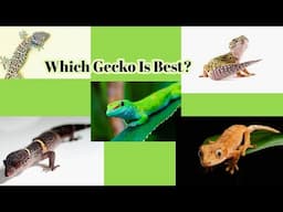 Which Pet Gecko Is Best For You?