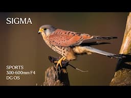 The Sigma 300-600mm F4 DG OS – the ultimate fast-aperture ultra-telephoto zoom