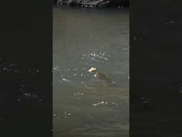 Salmonfly pounded by trout after first being slapped! Don’t play with your food! #flyfishing