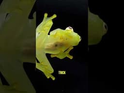 Meet the Glass Frog