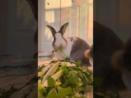 Let’s make a bunny salad 🥗🐰 #rabbits #pets #bunnylife