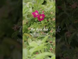 Watch Now: A new film about our rose preservation efforts