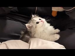 Recording 92 Days of My Kitten's Journey from Tiny Furball to Little Devil - My Heart is Melting!