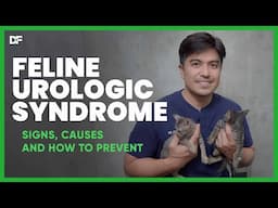 Feline Urologic Syndrome, The Hidden Danger In Your Cat's Urine