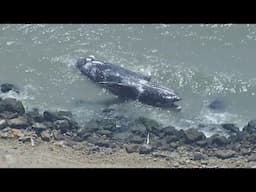 Gray whale washes up in Richmond, the 17th in the Bay Area this year