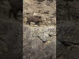 Wild boar hunting ! #youtubeshorts #wildboarhunt #wildlife
