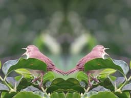 Cantos de aves para dormir o relajar