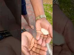 🌳Ever see a Cotton Tree?…