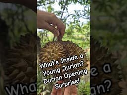 Ever seen a young durian? perfect for cooking! #Durian  #ThaiFruit #thailand