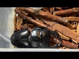 BEETLE Z กำลังถ่ายทอดสด! ให้อาหารด้วงกระทิงอินเดีย มังกรโฮเป