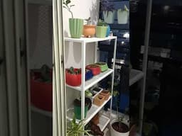 rain water is good for plants/plants care