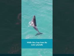 Breaching whale has an escort - drone footage