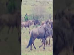 Driving Through Migratiory Herds!! | #Wildlife #ShortsAfrica