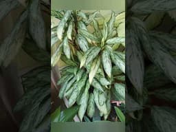 9 Plantas incríveis pra sombra.