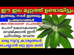 ഒരൊറ്റ ഇല കൊണ്ട് ഇങ്ങനെ ഒരൂ നൂറ് കാര്യങ്ങൾ ചെയ്യാമെന്ന് ചിന്തിച്ചിട്ടുണ്ടോ | Therali leaves uses