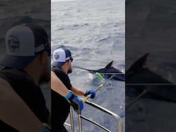 500 POUND SUNSHINE COAST MARLIN! 🔥(Biggest caught in years)