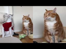 Love? Money? Friends? Nah. Just My Cat 😂 Funny Cats Videos 2025 🐱
