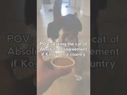 Cat of disagreement on Kosovo #balkan #history #serbia #funny #memes #kosovo #albania