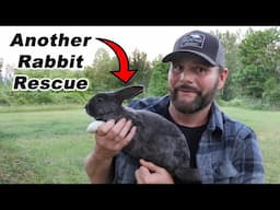 We Finally Caught The Father! Rabbit Rescue Update - Baby Rabbits Get A New Home.