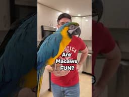 Are Macaws Fun?