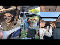 Dogs and Their Scooby-Doo Moments 😂
