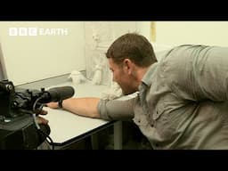 The Deadliest Animal On Earth May Surprise You | Deadly 60 | BBC Earth Kids