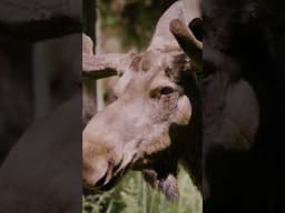 Trailer 2 | En sommardag - 60 minutes of arctic life
