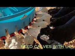 Small Scale Calf Rearing on NZ Lifestyle block