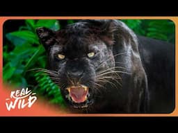 These Predators Change Everything We Know About Hunting