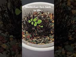 Maidenhair fern back from the brink...#maidenhairfern