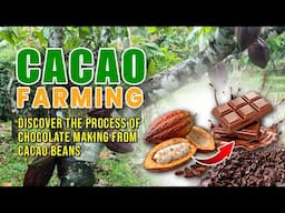 AMAZING CACAO FARMING: PAANO NGA BA NAGIGING CHOCOLATE ANG CACAO BEANS?