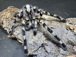 Poecilotheria regalis,  Indian ornamental  rehouse and care
