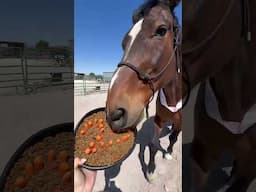 celebrate my horse's birthday with me! (mini barn vlog)