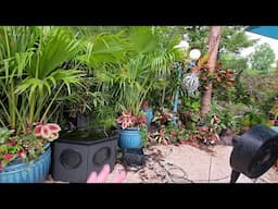 Creating a Quick Tropical Garden Space Using Houseplants and Annuals