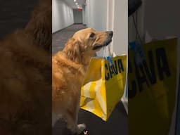 What's the SECRET to Golden Retrievers Being So ADORABLE | Funny Goldens