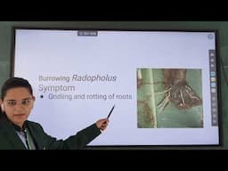 PATH171, Lec66. Common symptoms of plant parasitic nematodes by Shahin Sk
