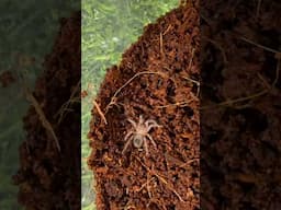 Unboxing New Tarantula 🕷️😍😍 #exoticpetcare #tarantula #shortsfeed #viralshorts #trending #fish
