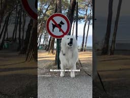 No dogs allowed? ❌ No Problem 💁‍♀️ #fun #comedy #dogsnotallowed #samoyed #dog